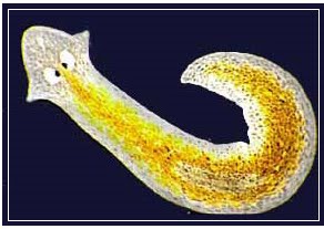  CACING PLANARIA  PDF